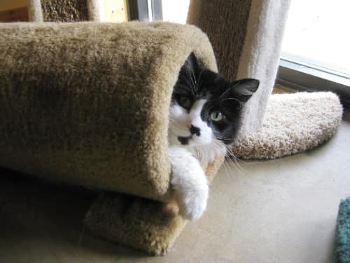 Kitty on Cat Tree